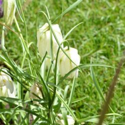 Fritillaria meleagris Alba