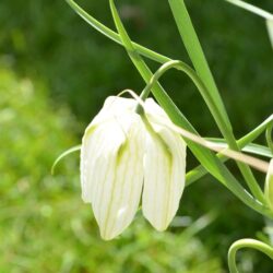 Fritillaria meleagris Alba