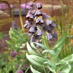 Fritillaria persica