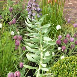 Fritillaria persica