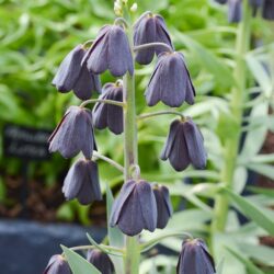 Fritillaria persica