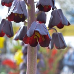 Fritillaria persica