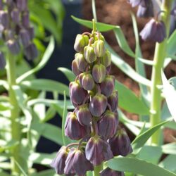 Fritillaria persica