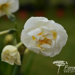 Narcissus Bridal Crown