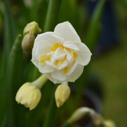 Narcissus Bridal Crown