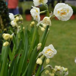 Narcissus Bridal Crown