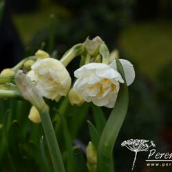 Narcissus Bridal Crown