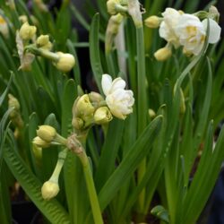 Narcissus Bridal Crown