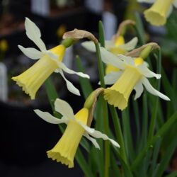 Narcissus Elka