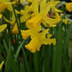 Narcissus February Gold