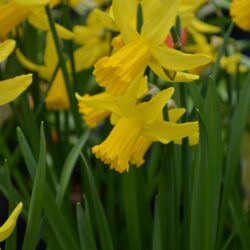 Narcissus February Gold