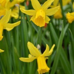 Narcissus February Gold