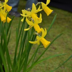 Narcissus February Gold