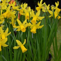 Narcissus February Gold