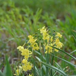 Narcissus Hawera