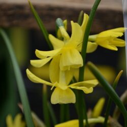 Narcissus Hawera