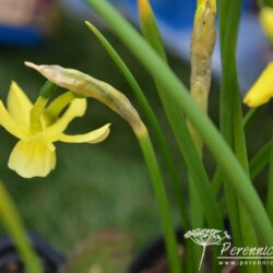 Narcissus Hawera