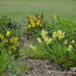 Narcissus Hawera