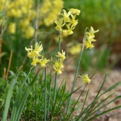 Narcissus Hawera