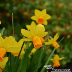 Narcissus Jetfire