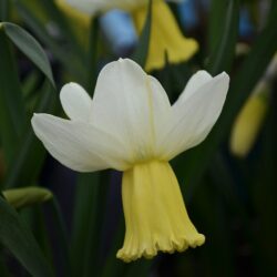 Narcissus Surfside