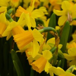 Narcissus Tete a Tete