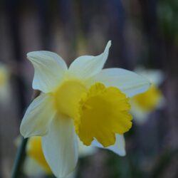 Narcissus Topolino