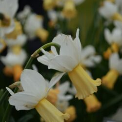 Narcissus Winter Waltz