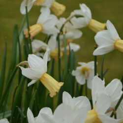 Narcissus Winter Waltz