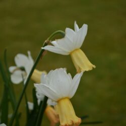 Narcissus Winter Waltz