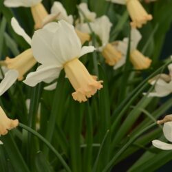 Narcissus Winters Waltz