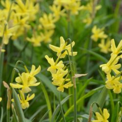 Narcissus triandrus Hawera