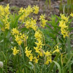 Narcissus triandrus Hawera