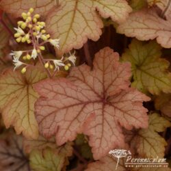 x Heucherella Honey Rose