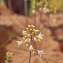 x Heucherella Honey Rose