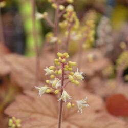 x Heucherella Honey Rose