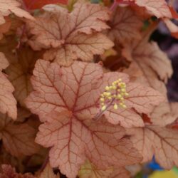 x Heucherella Honey Rose