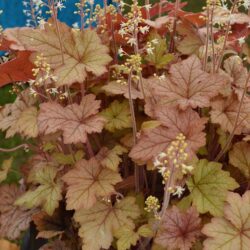 x Heucherella Honey Rose