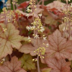 x Heucherella Honey Rose