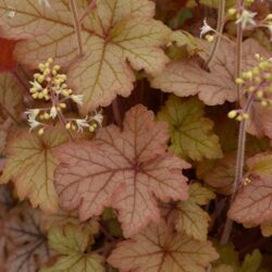 x Heucherella Honey Rose