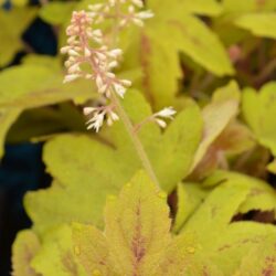 x Heucherella Sunrise Falls