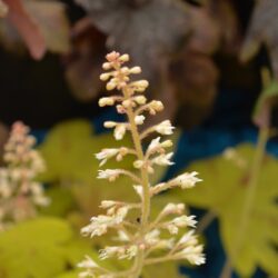 x Heucherella Sunrise Falls