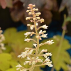 x Heucherella Sunrise Falls