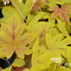 x Heucherella Sunrise Falls