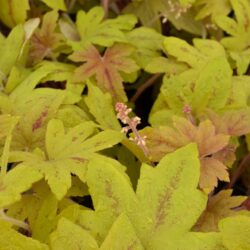 x Heucherella Sunrise Falls