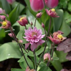 Aquilegia vulgaris Clementine Rose