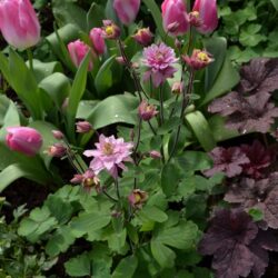 Aquilegia vulgaris Clementine Rose