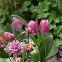 Aquilegia vulgaris Clementine Rose