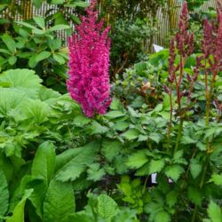 Astilbe Thrunder and Lightening