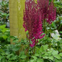 Astilbe Thrunder and Lightening